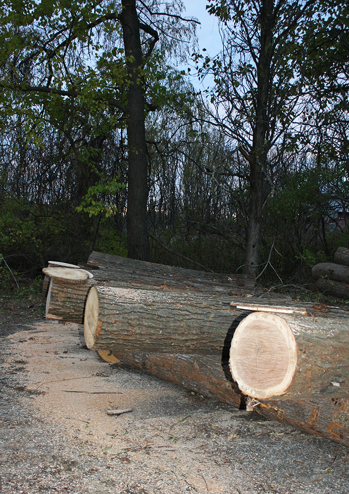 Washington County NY Forest Management Services