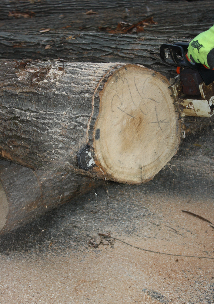 Argyle NY hardwood and timber services 